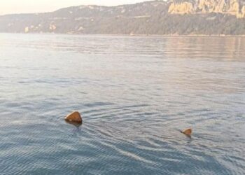 Squalo elefante di 8 metri avvistato nel golfo di Trieste