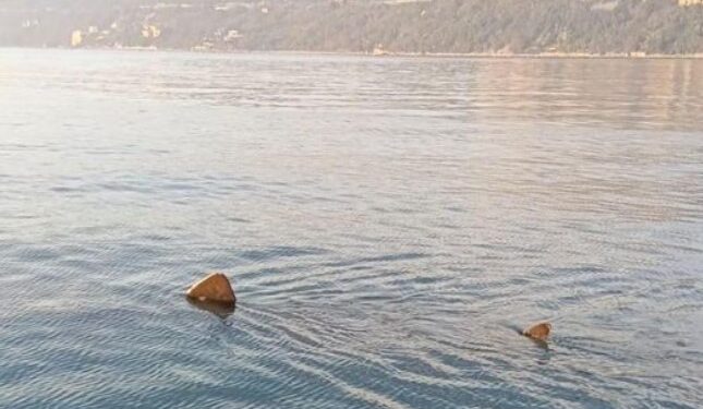 Squalo elefante di 8 metri avvistato nel golfo di Trieste