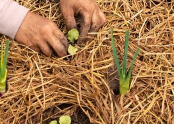 A Muzzana, un corso per apprendisti agricoltori