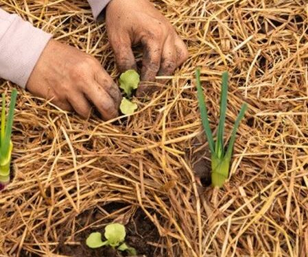 A Muzzana, un corso per apprendisti agricoltori