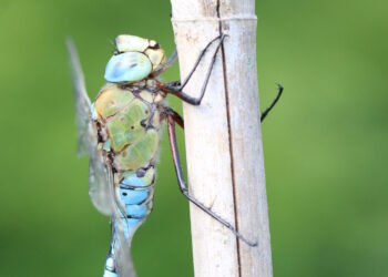 Friuli scrigno di libellule. Pubblicato il primo Atlante regionale