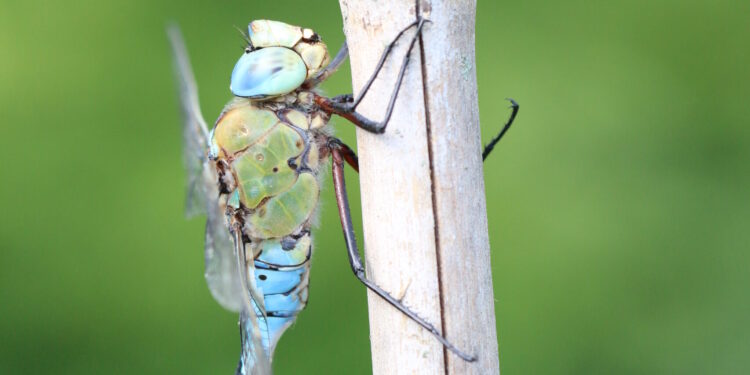 Friuli scrigno di libellule. Pubblicato il primo Atlante regionale