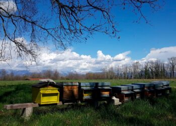 A Moruzzo la giornata delle api