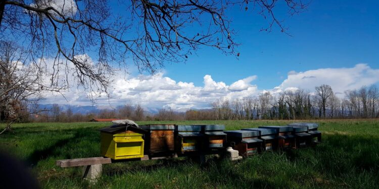 A Moruzzo la giornata delle api