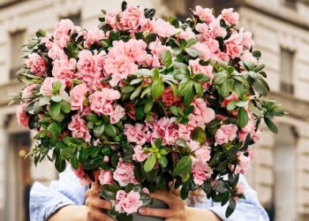 Anche in Friuli torna l’Azalea solidale di Airc