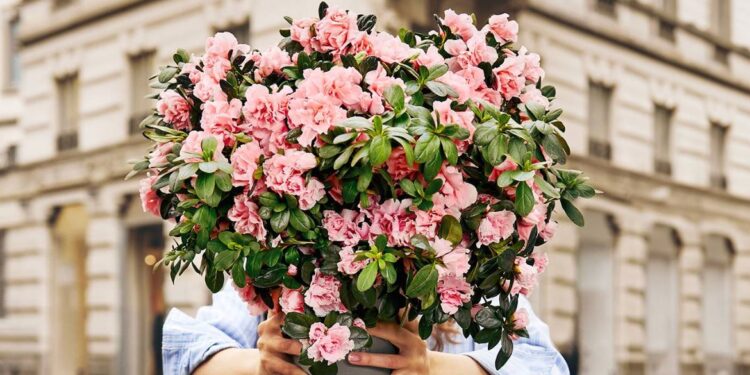 Anche in Friuli torna l’Azalea solidale di Airc