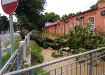 Studio dell’Ape per l’adattamento climatico a Udine