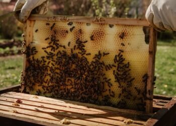 Apicoltura in sofferenza, Regione pronta a sostenere il comparto