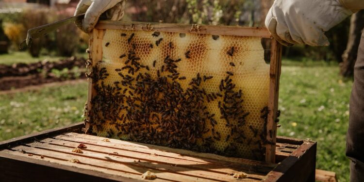 Apicoltura in sofferenza, Regione pronta a sostenere il comparto