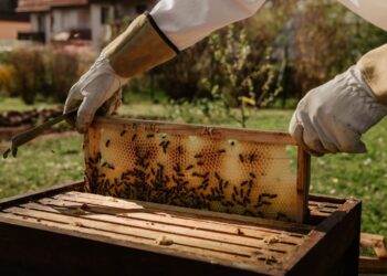 Sos apicoltura, «serve un tavolo permanente»