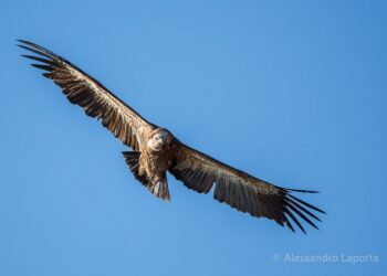 Griffonday alla Riserva di Cornino