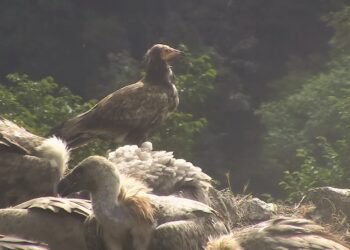 Avvistato a Cornino l’avvoltoio più a rischio d’estinzione in Europa