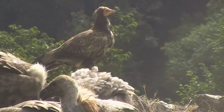 Avvistato a Cornino l’avvoltoio più a rischio d’estinzione in Europa