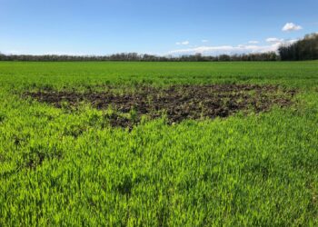 Cinghiali, Coldiretti: urgente contenerne il numero