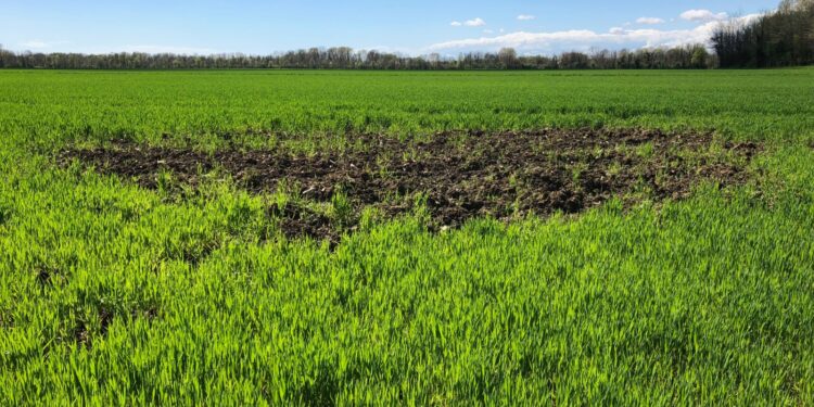 Cinghiali, Coldiretti: urgente contenerne il numero