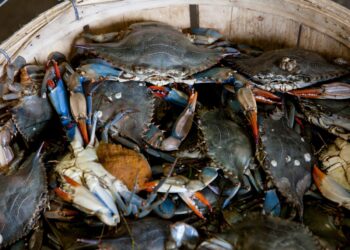 Granchio blu nei mari del Fvg. Un commissario per arginare l’invasione