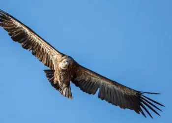 Griffonday rimandato al 6 luglio. Con anche il treno storico