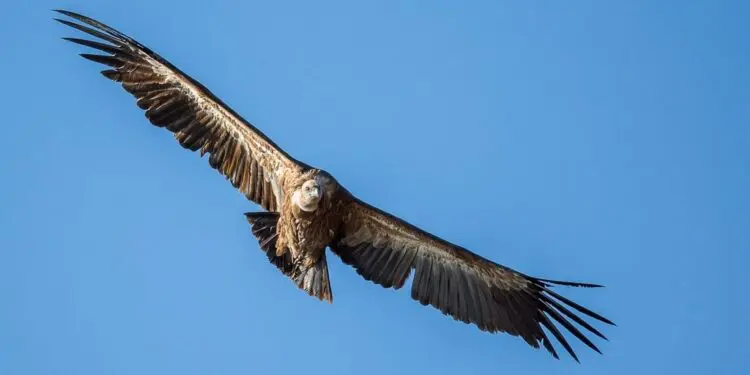 Griffonday rimandato al 6 luglio. Con anche il treno storico