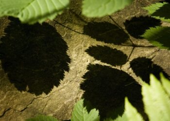 Colloredo di Soffumbergo, tre spettacoli su piante e boschi