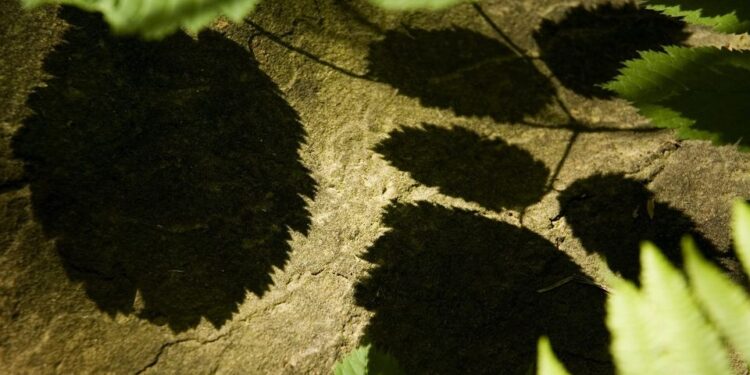 Colloredo di Soffumbergo, tre spettacoli su piante e boschi