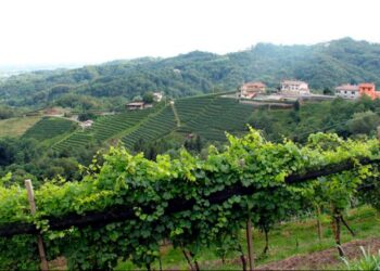 Dai vitigni all’apicoltura, i danni della troppa pioggia