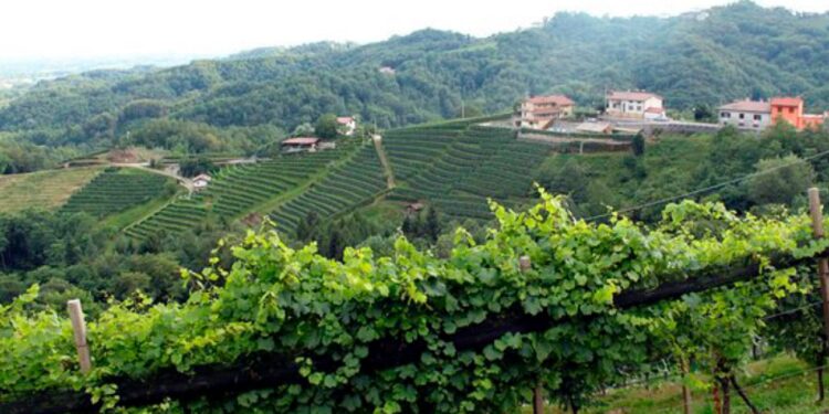 Dai vitigni all’apicoltura, i danni della troppa pioggia