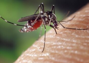 Deceduta l’anziana affetta da West Nile