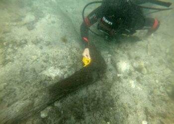 Gli archeologi subacquei dell’Università di Udine a Umago alla scoperta di una nave medievale