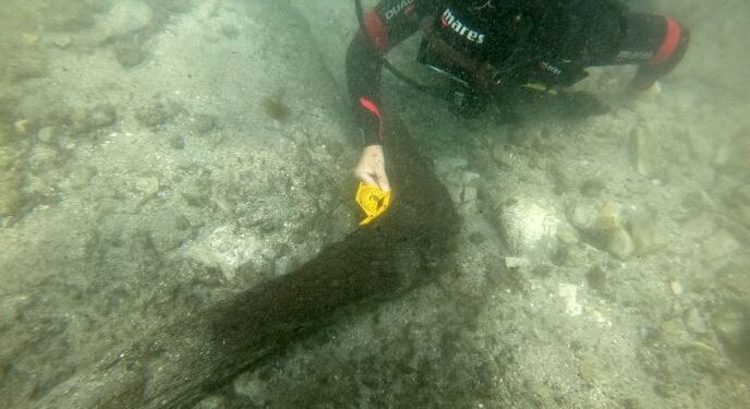 Gli archeologi subacquei dell’Università di Udine a Umago alla scoperta di una nave medievale