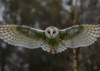 A Cornino una «Notte da gufi» alla scoperta dei rapaci della riserva