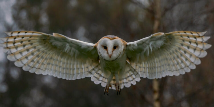 A Cornino una «Notte da gufi» alla scoperta dei rapaci della riserva