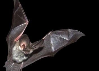 Pipistrelli, l’esperto: «Combattono gli insetti nocivi e sono innocui»