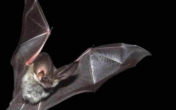 Pipistrelli, l’esperto: «Combattono gli insetti nocivi e sono innocui»