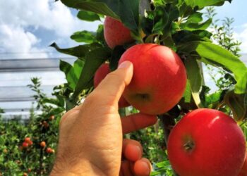 Al via la raccolta delle mele in regione. Il punto con Armando Paoli, Coop FruttaFriuli