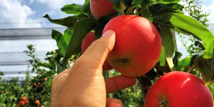 Al via la raccolta delle mele in regione. Il punto con Armando Paoli, Coop FruttaFriuli