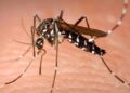 Vaccini gratuiti per la dengue e la bronchiolite