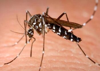 Vaccini gratuiti per la dengue e la bronchiolite