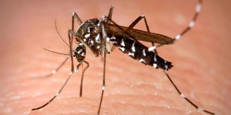 Vaccini gratuiti per la dengue e la bronchiolite