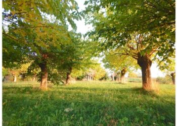 Nel gelseto di Fagagna l’antropologo Gri parla di mondo contadino friulano