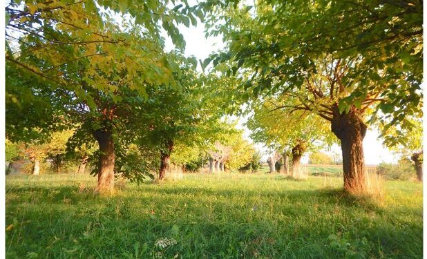 Nel gelseto di Fagagna l’antropologo Gri parla di mondo contadino friulano