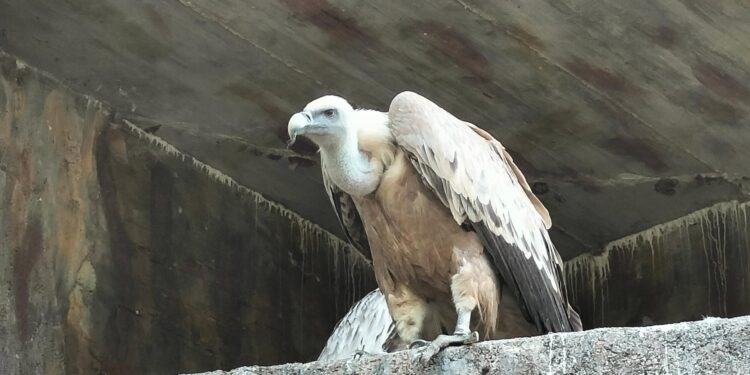 Uno dei grifoni del Lago di Cornino torna in libertà