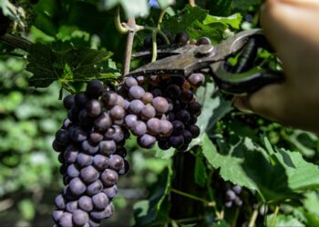 Vendemmia al via, produttori sollevati: tiene il prezzo delle uve