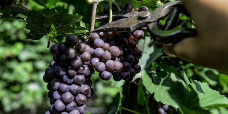 Vendemmia al via, produttori sollevati: tiene il prezzo delle uve