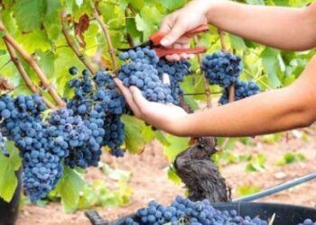 Dal 20 agosto al via la vendemmia