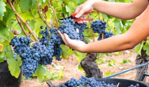 Dal 20 agosto al via la vendemmia