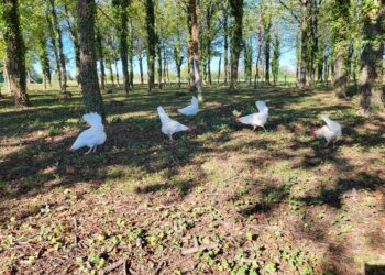 Basiliano. La vita nel pollaio va in diretta 24 ore su 24