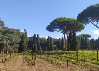 «Il nostro vigneto “Laudato si'”, segno di un’agricoltura etica»