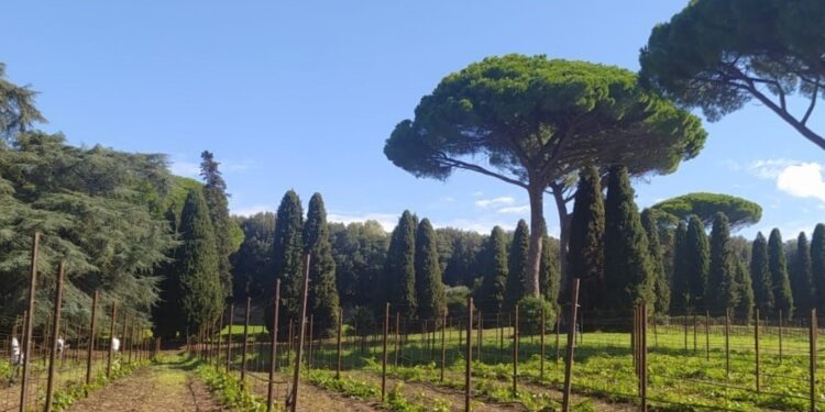 «Il nostro vigneto “Laudato si'”, segno di un’agricoltura etica»