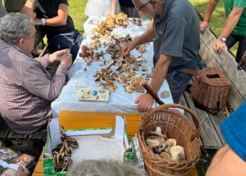 Funghi, dopo le piogge stagione in ripresa