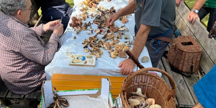 Funghi, dopo le piogge stagione in ripresa